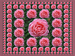 A bed of roses ;-)