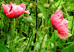 Poppy between weeds