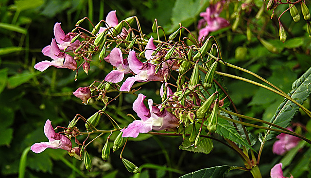 20200901 9732CPw [D~PB] Drüsiges Springkraut, Delbrück