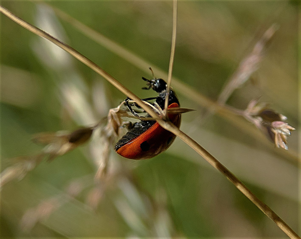 A Ladybird Adventure!