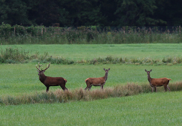 le cerf et ses guetteuses ....