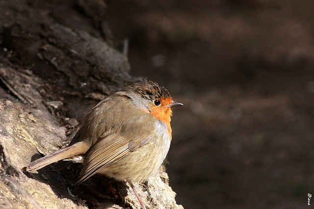 Un Rouge-gorge bien pensif