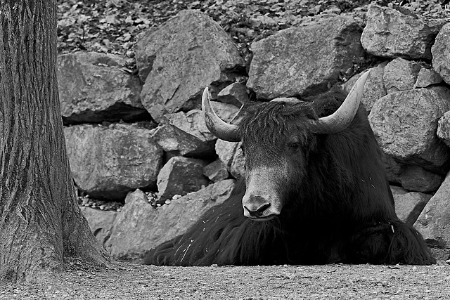 Tierpark Straubing