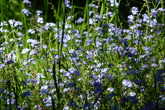 Forget-me-not