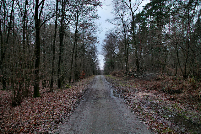 Flaesheimer Weg (Haard, Oer-Erkenschwick) / 26.12.2023