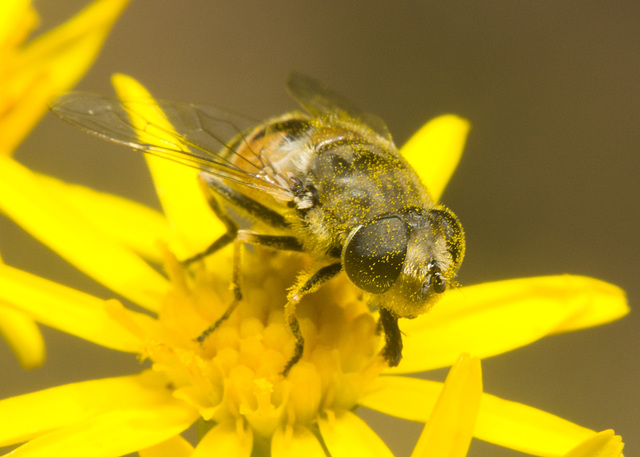 IMG 0838 Hoverfly-2