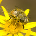 IMG 0838 Hoverfly-2