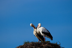 IMG 1714-FHD