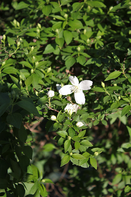 Philadelphus silberregen