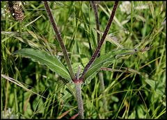 Silene latifolia (4) 1024