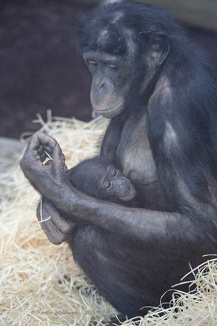 Banbo und ihr Baby (Wilhelma)