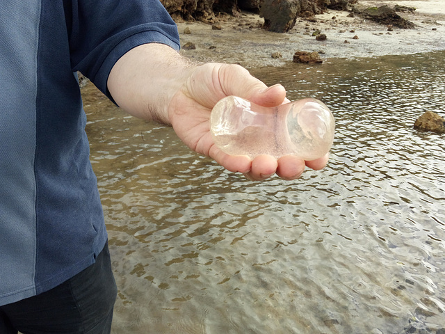 giant sea jelly beans?