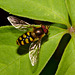 Hoverfly IMG_5862