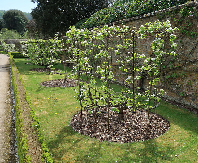 Goblet-trained pear trees