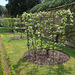 Goblet-trained pear trees