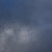 100+ Pink Footed Geese heading ESE