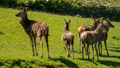 Red deer.74jpg