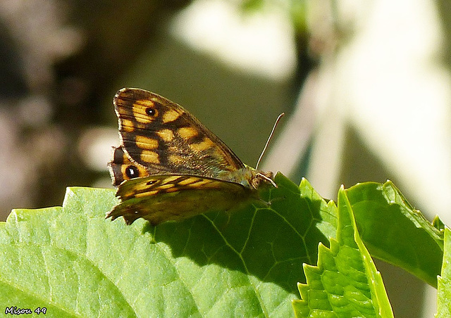 Dans mon jardin .