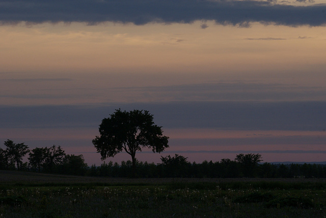 19/50 l'orme de M. Charbonneau, Mr. Charbonneau's elm tree