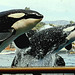 Les orques du parc aquatique***************