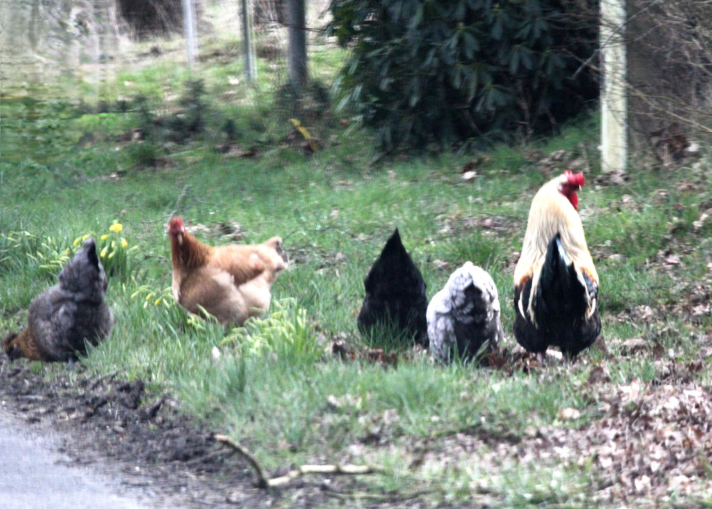 Eine 'glückliche Hühnerschar'