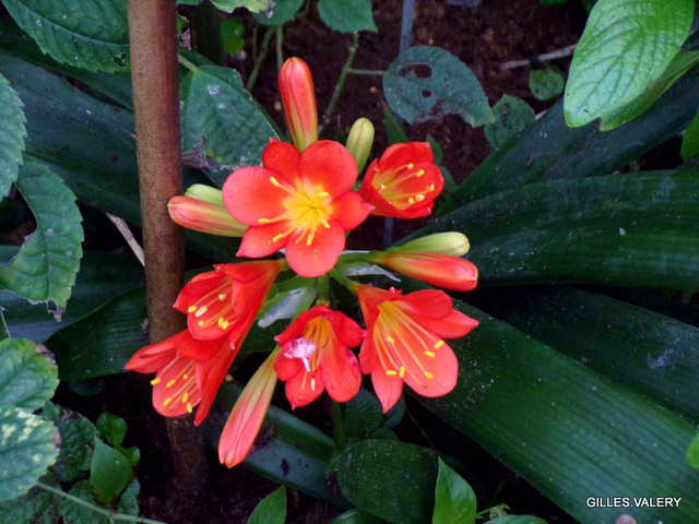 Exposition d'orchidées parc floral Orléans – mars 2024 (13)