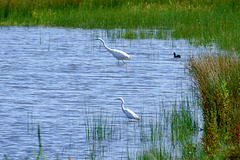 Egrets