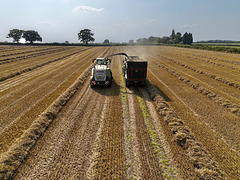 Late summer field work