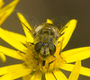 IMG 0839 Hoverfly-1-1