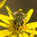 IMG 0839 Hoverfly-1-1