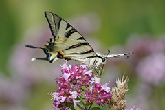 Einer der schönsten europäischen Tagfalter - One of the most beautiful European butterflies