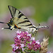 Einer der schönsten europäischen Tagfalter - One of the most beautiful European butterflies