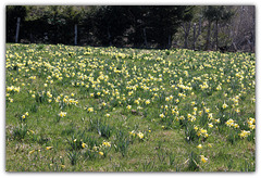 Le temps des Jonquilles (10)