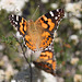 Vanessa kershawi (Australian Painted Lady)