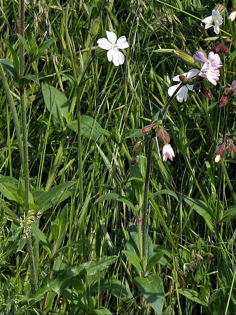 Silene latifolia