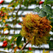 Robin,s pincushion gall...