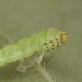 Caterpillar EF7A6047