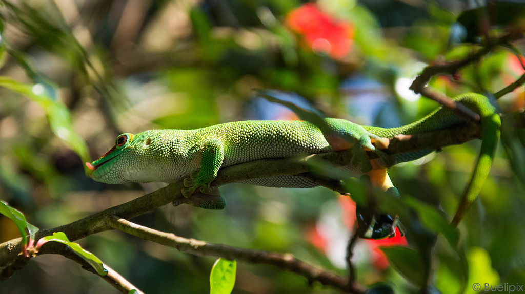 Zoo Zürich (© Buelipix)