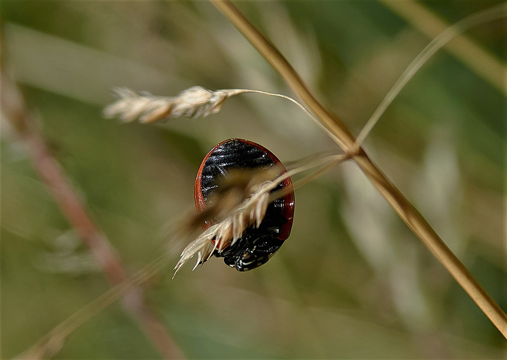 A Ladybird Adventure!