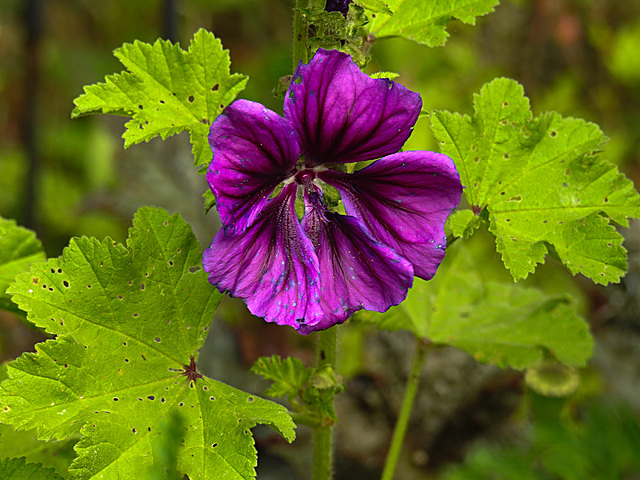 20200611 8359CPw [D~LIP] Wilde Malve (Malva sylvestris), Bad Salzuflen