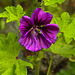 20200611 8359CPw [D~LIP] Wilde Malve (Malva sylvestris), Bad Salzuflen