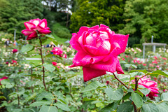 Tettnang-Überlingen-0216 Tettnang-Überlingen-0216