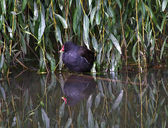 Moorhen And Willow