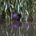 Moorhen And Willow