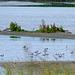 Avocets