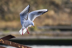 Black-Headed Gull Landing on a Wreck