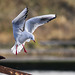 Black-Headed Gull Landing on a Wreck