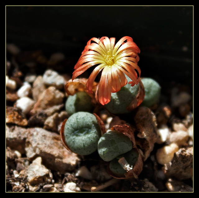 Conophytum aureum x velutinum