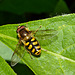 Hoverfly IMG_5865