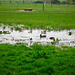 Small pool looking towards Westcroft Farm